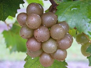 muscadine grapes